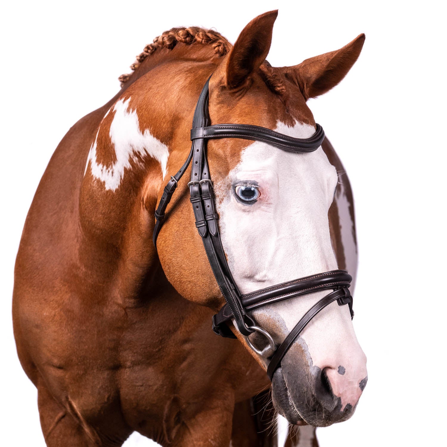 Havana English bridle with converter eventer noseband and raised wave browband