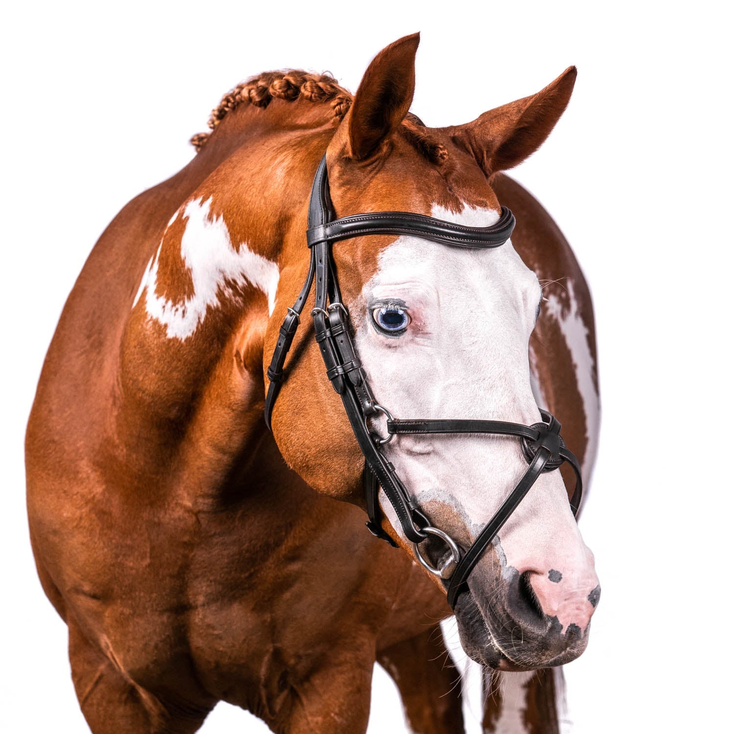 Havana English bridle with figure 8 noseband and wave browband