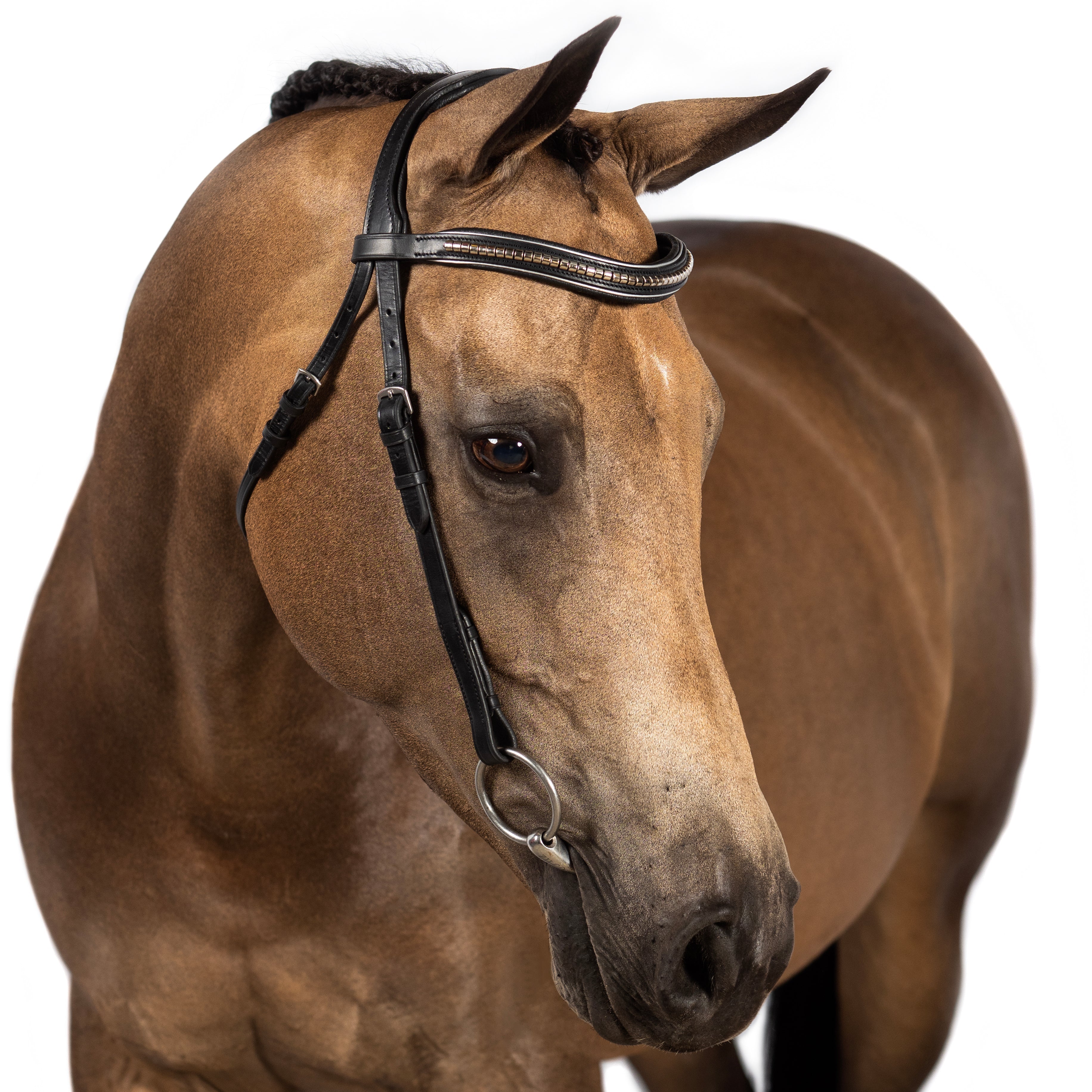 S/s Clincher with Silver Piping Wave Gel Browband - Black