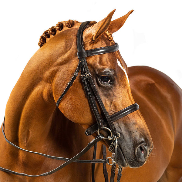 Raised Plain Straight Show Browband - Havana
